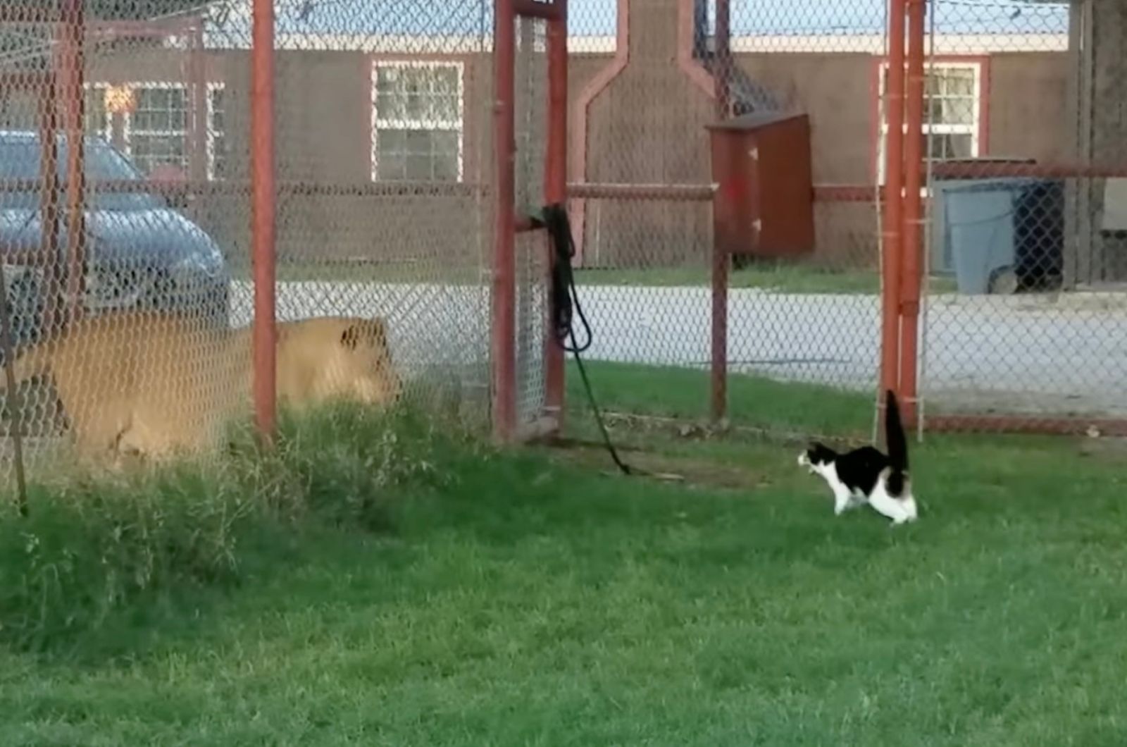 cat raised its tail and goes towards the lion