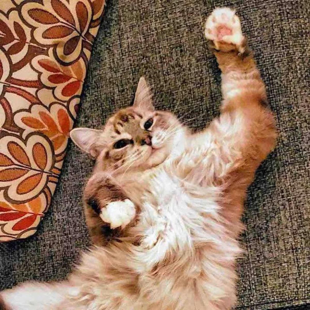 cat raised paw up