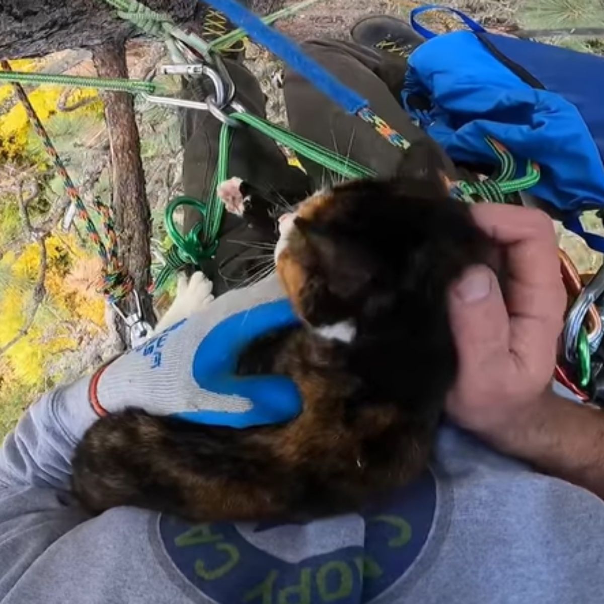 cat rescued from a tree