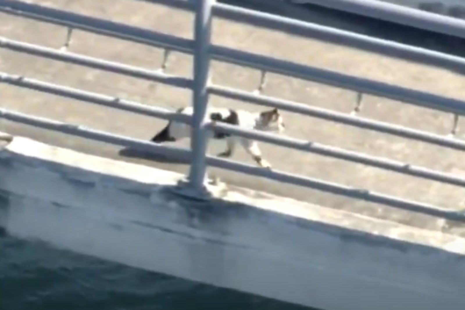cat saved from bridge