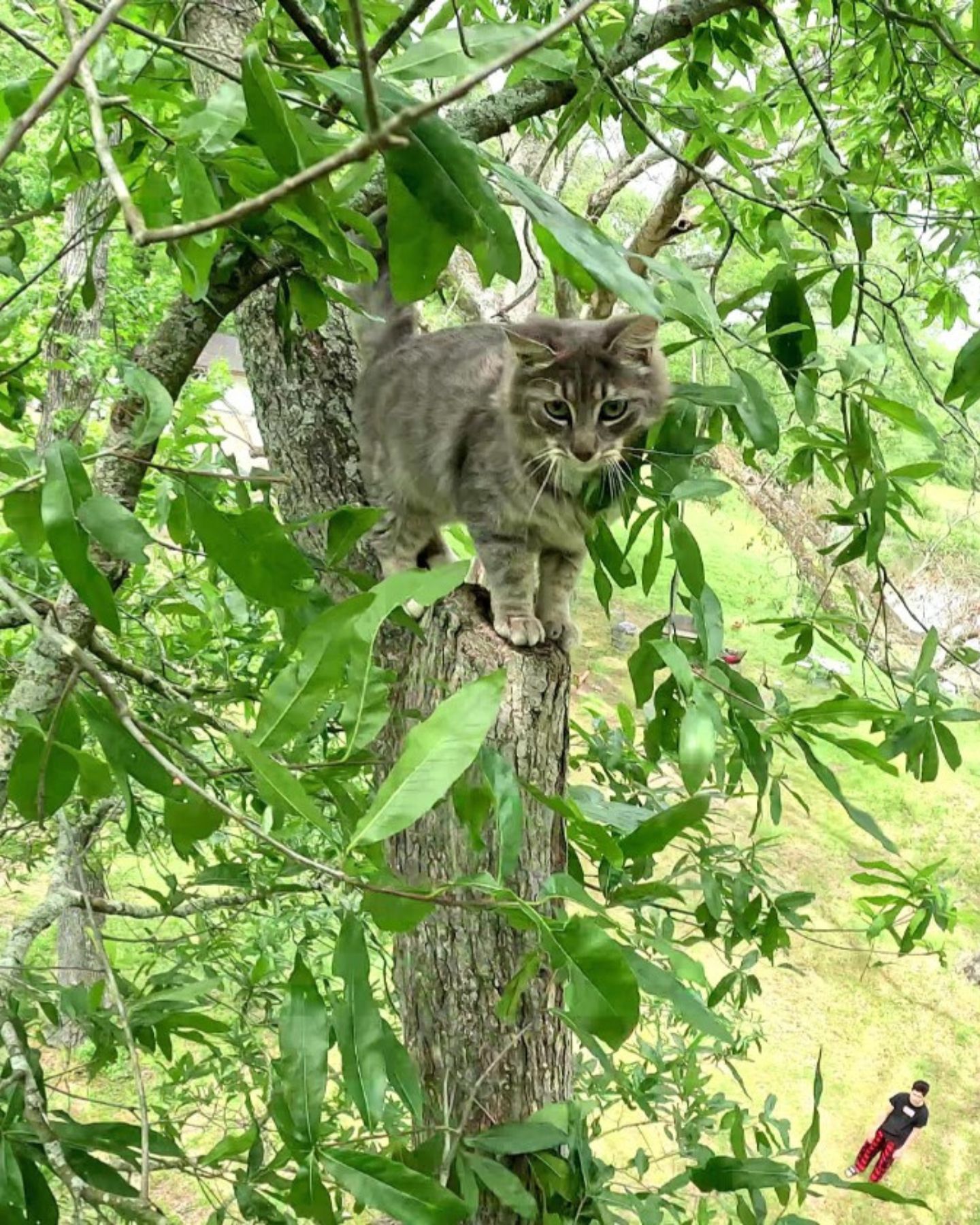 cat scared in a tree