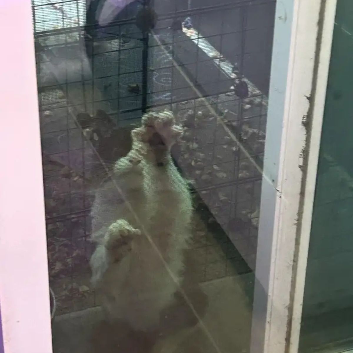 cat scratching