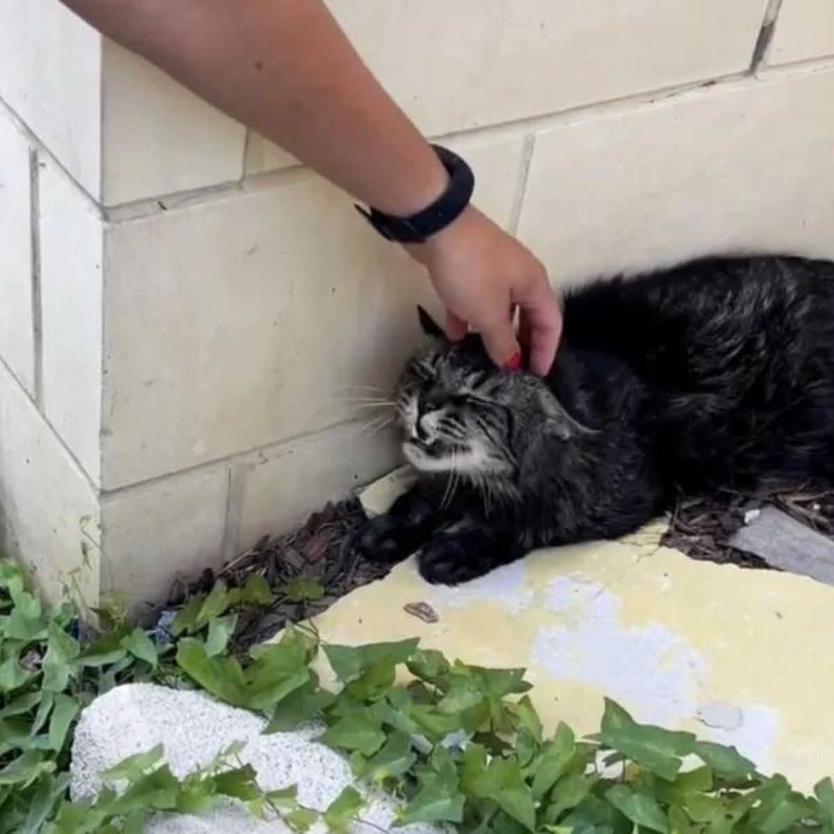 cat sits outside building