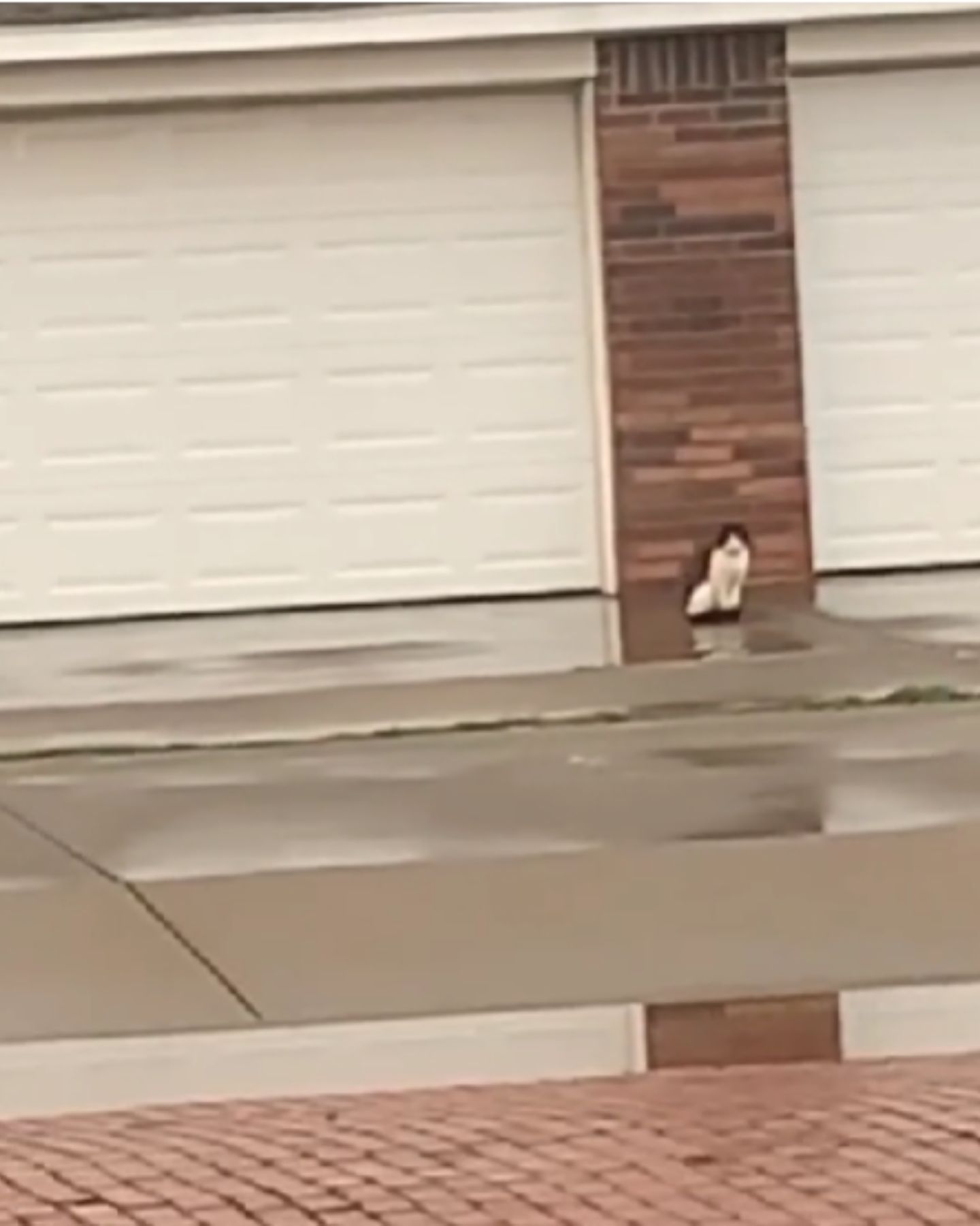 cat sitting by the garage