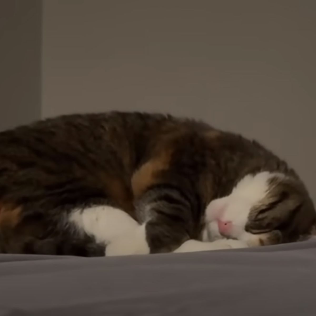 cat sleeping