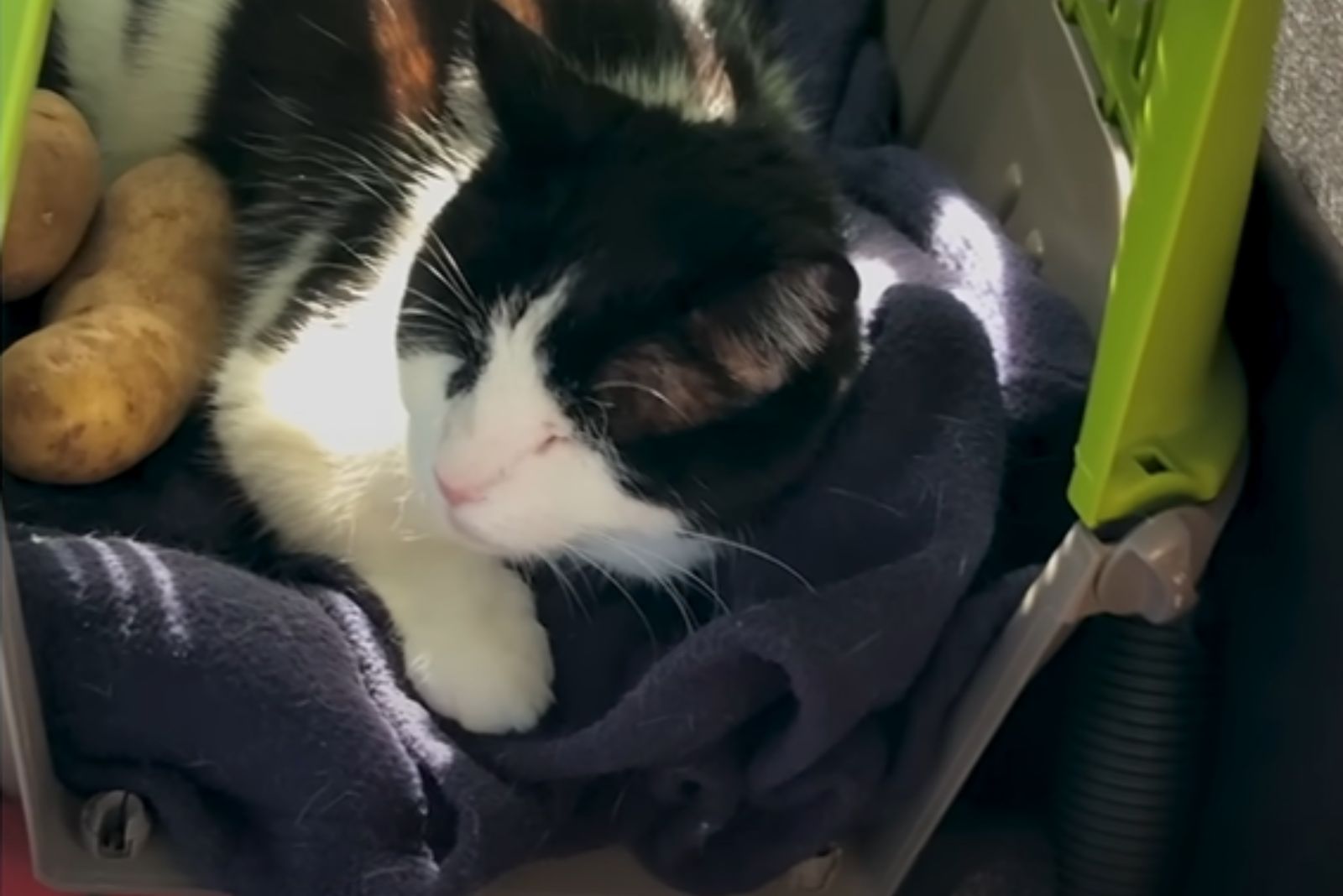 cat sleeps next to the potatoes