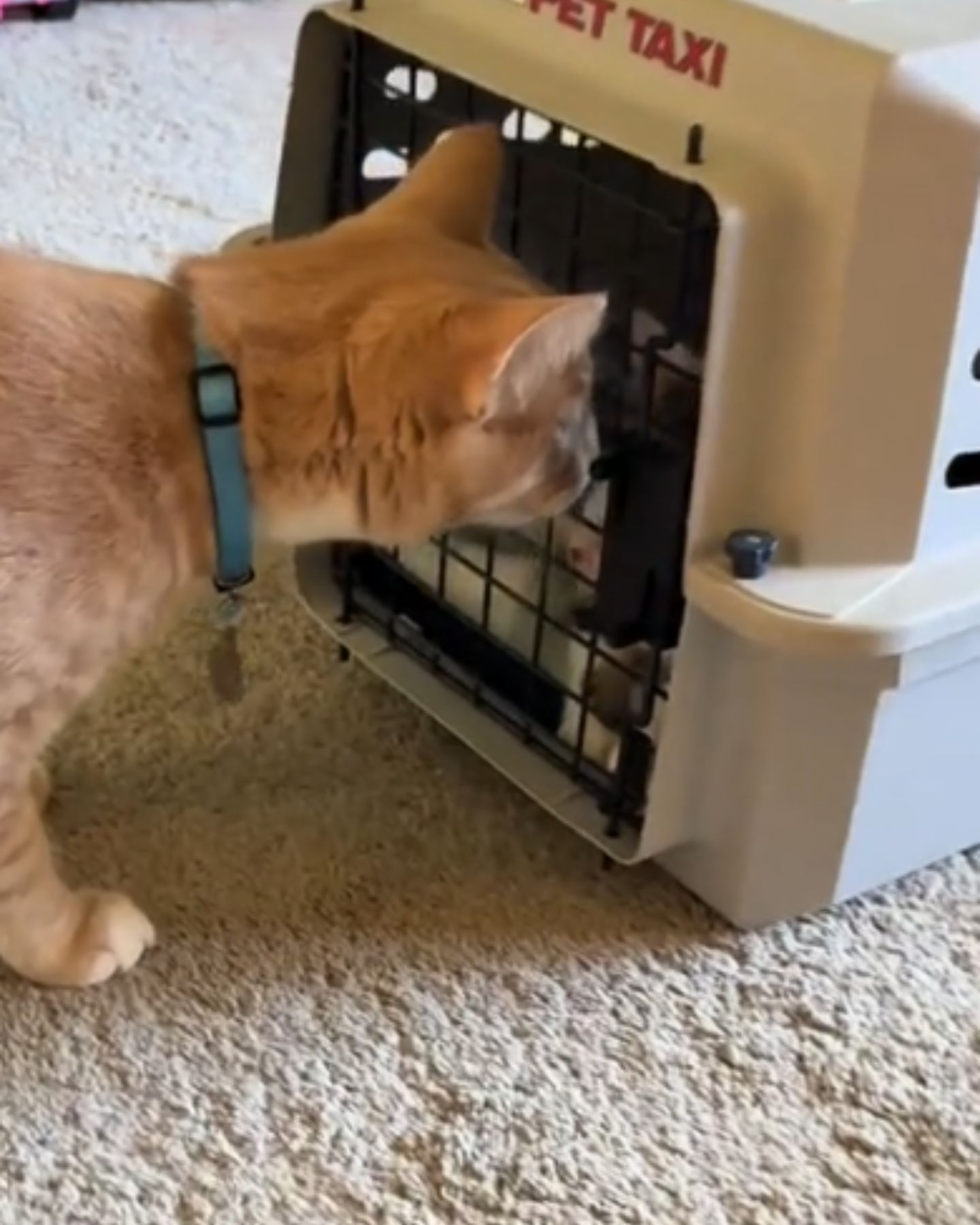 cat sniffs another in the transporter