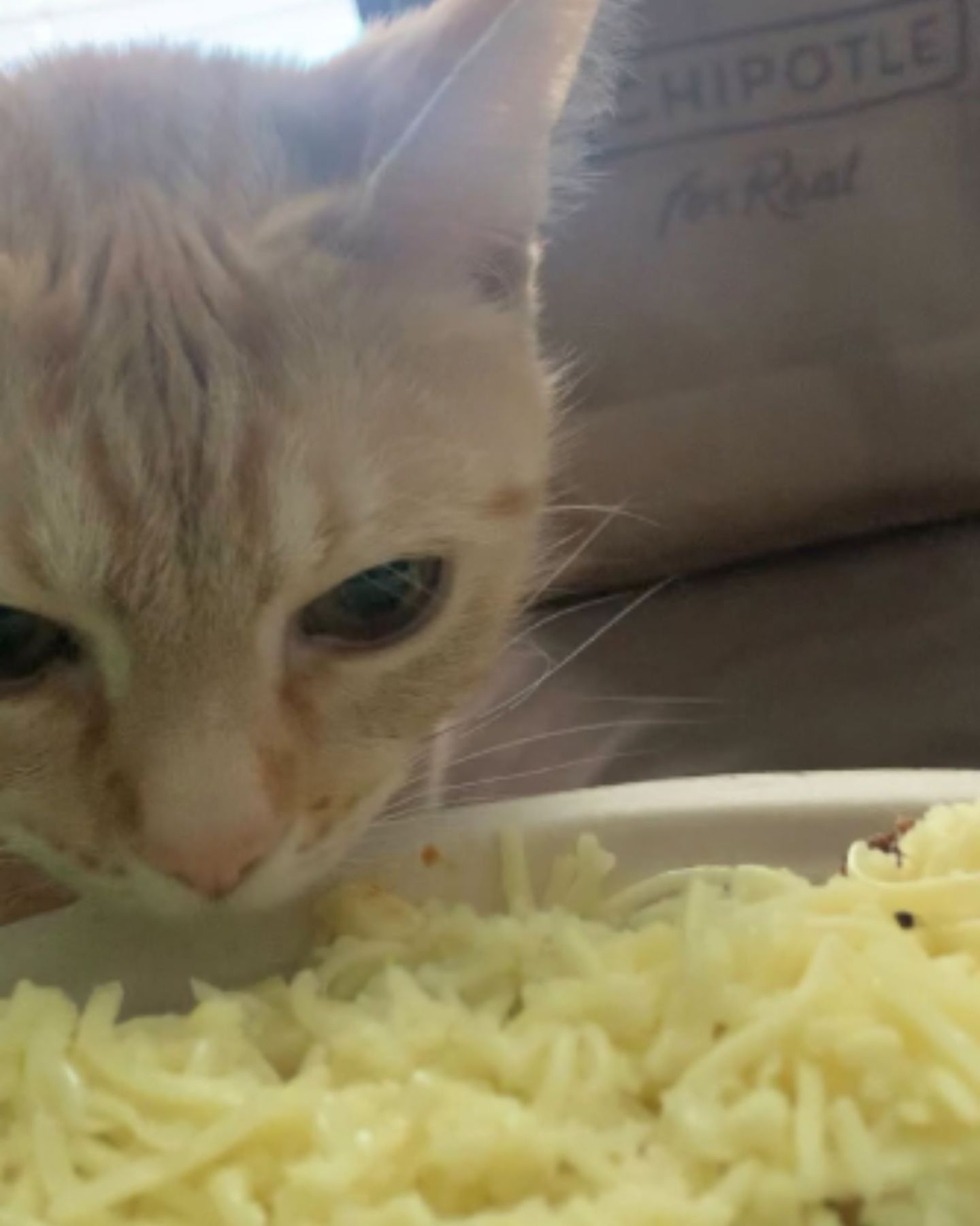 cat sniffs the food