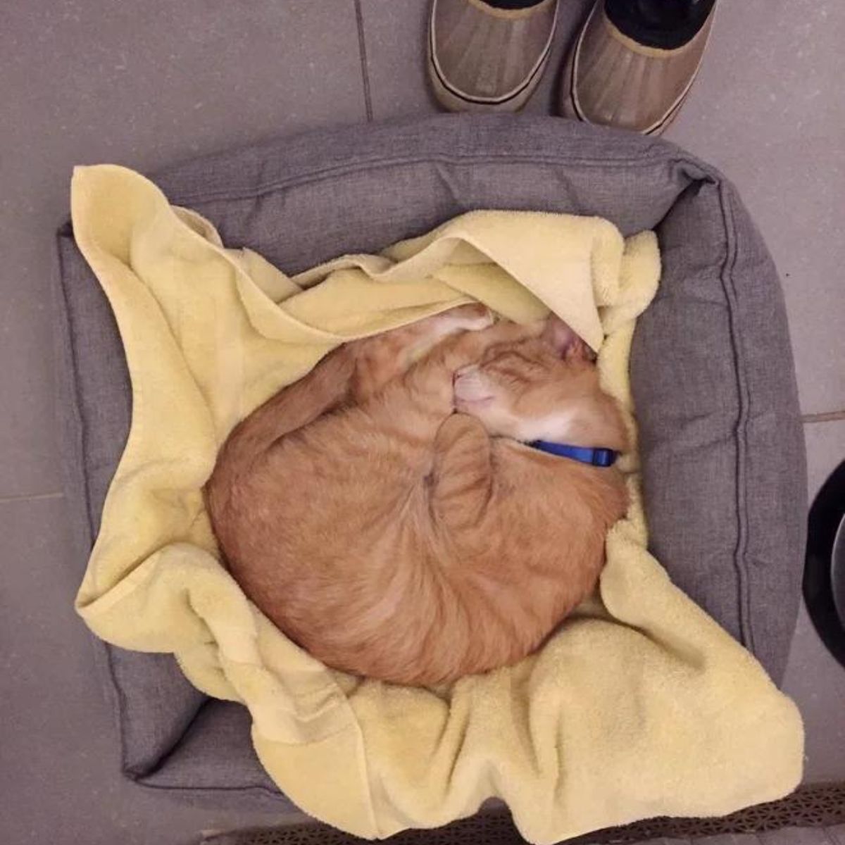 cat snuggled into cat bed