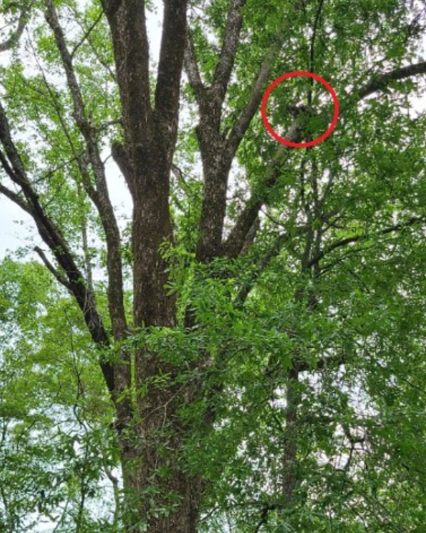 cat standing very high in a tree