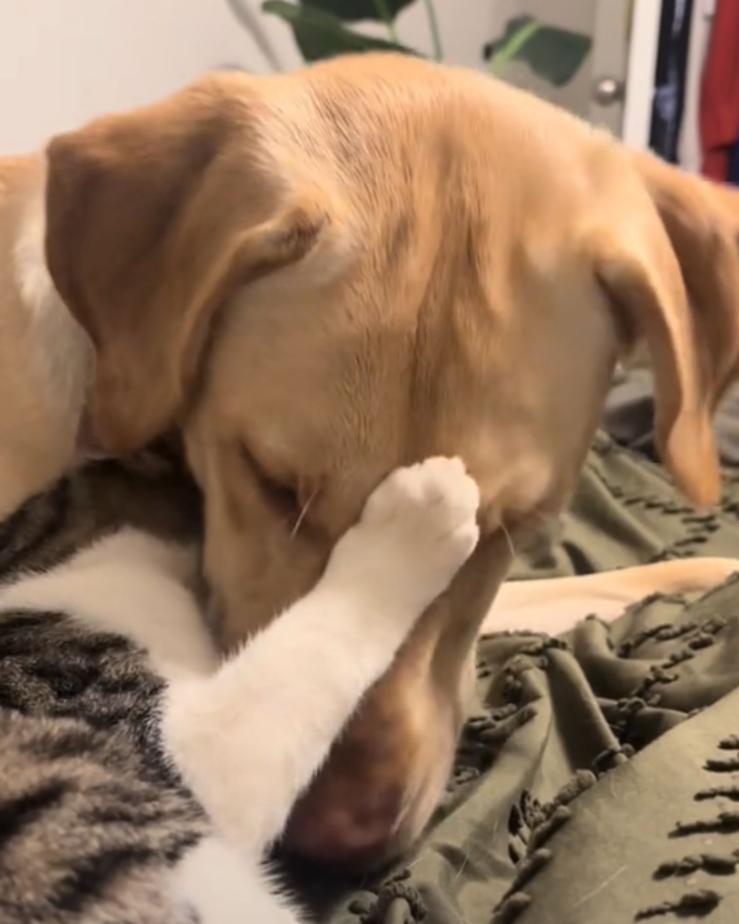 cat touches dog with paw