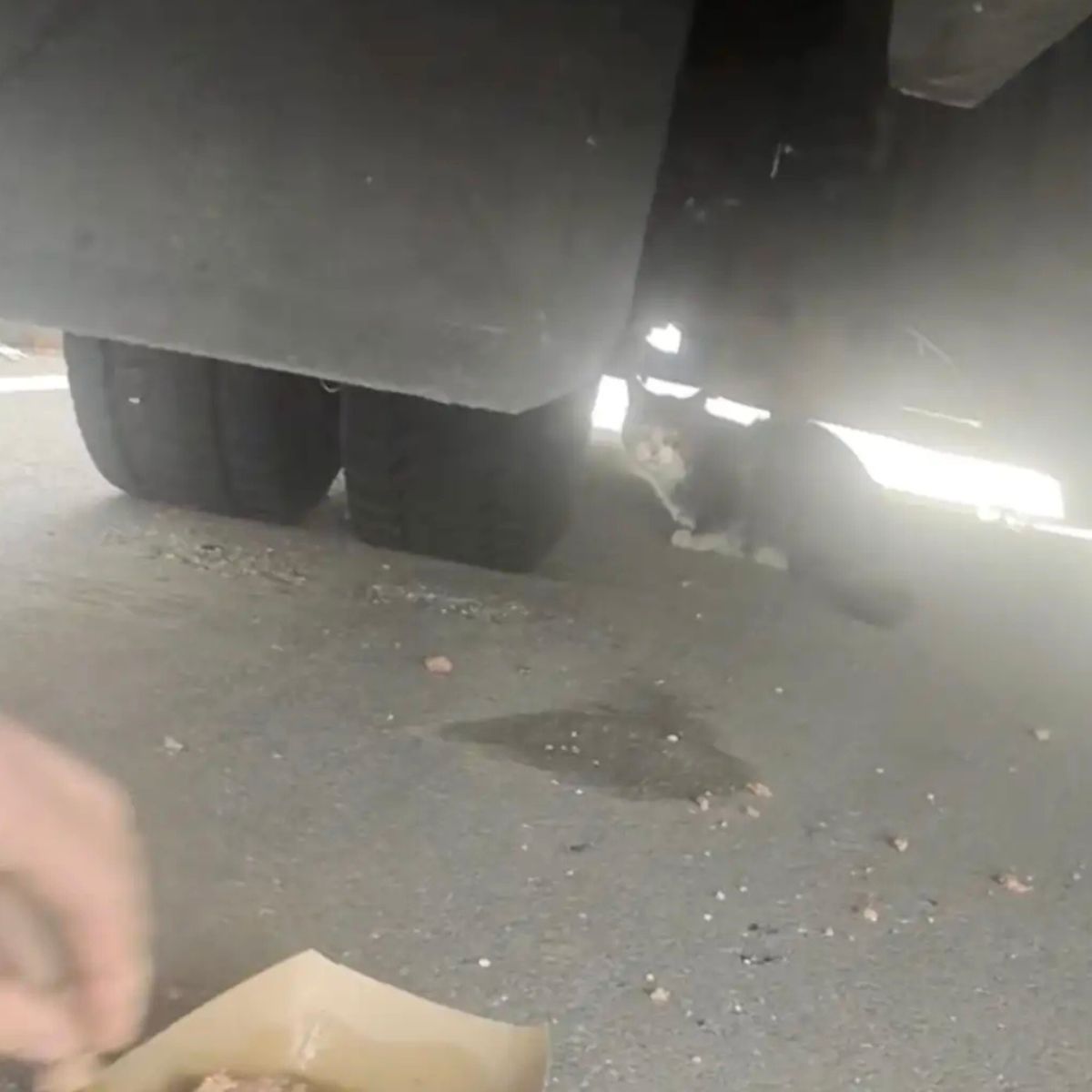cat under truck