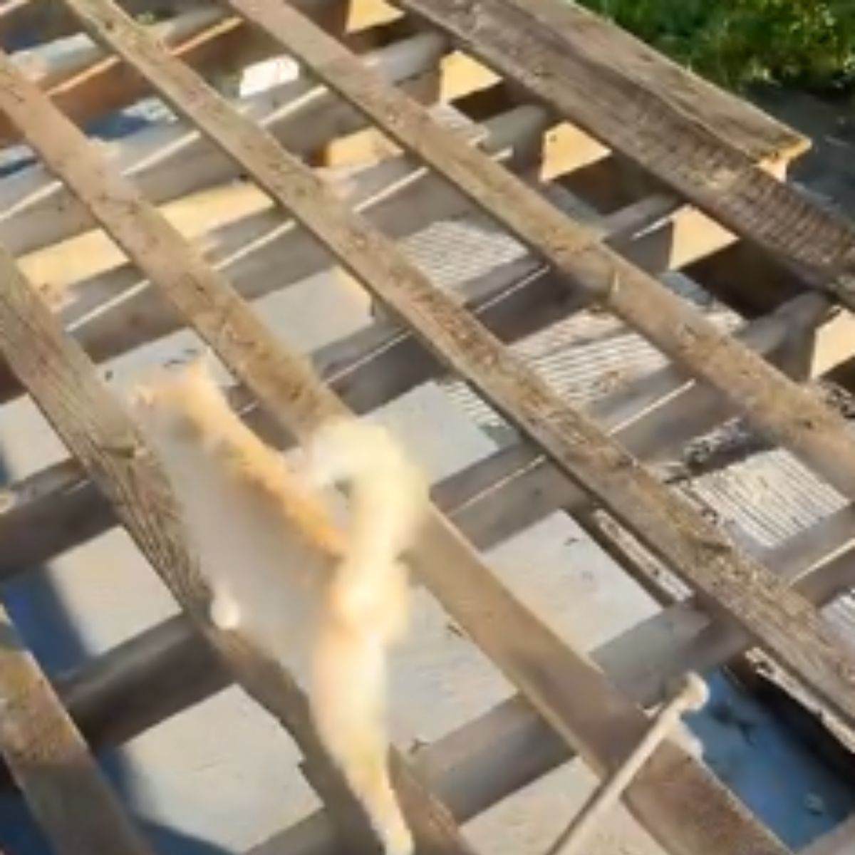 cat walking on planks
