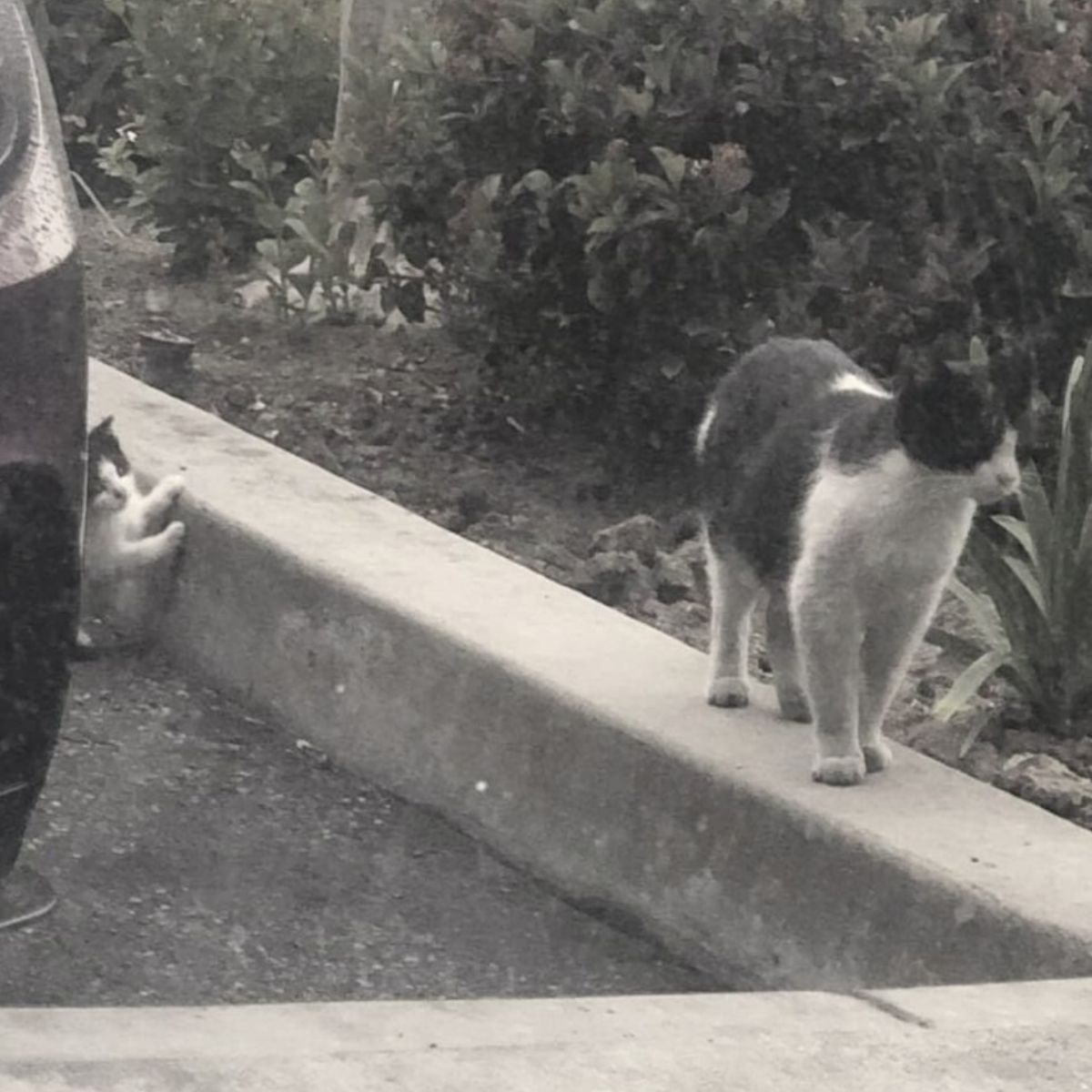 cat walking on sidewalk