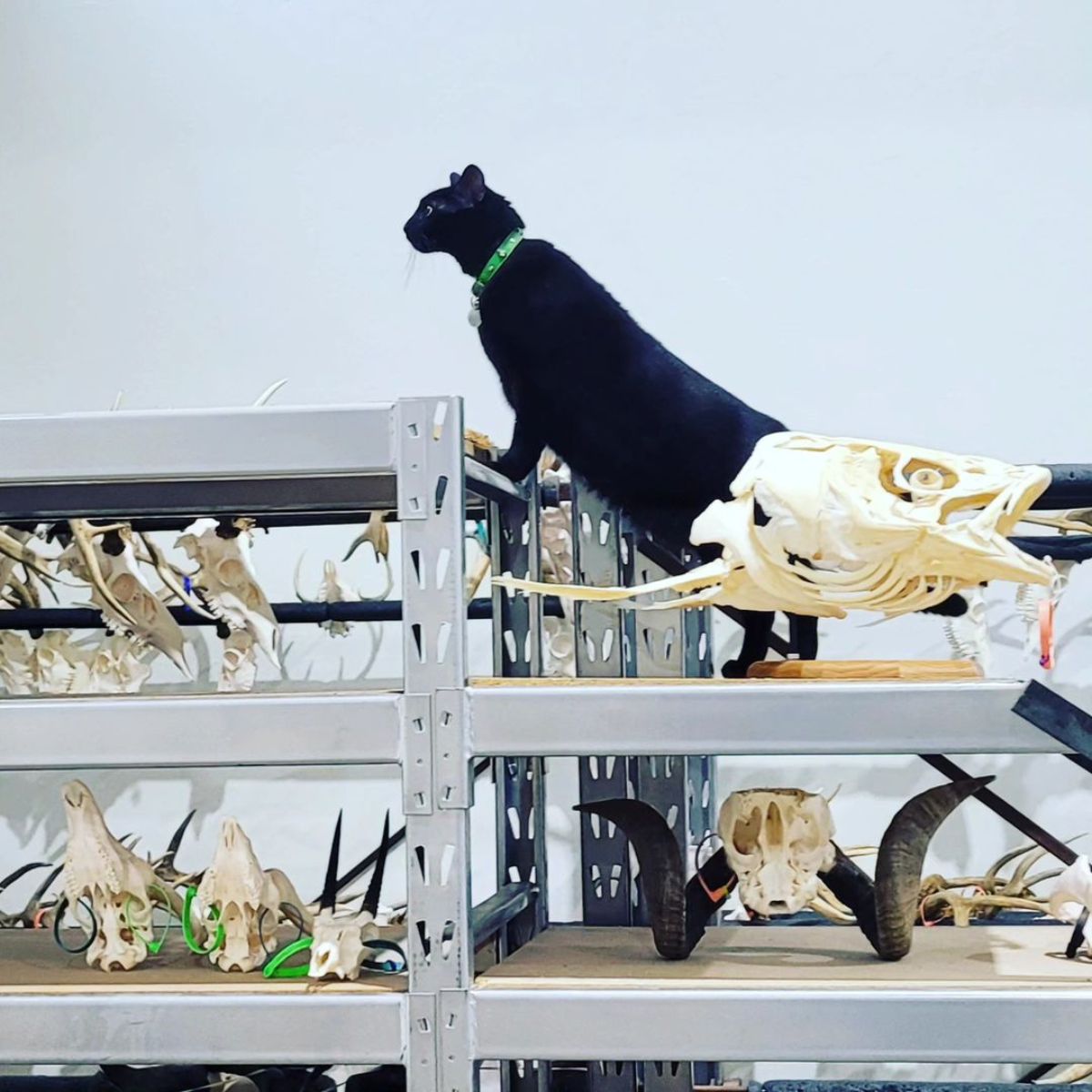 cat walks in the museum