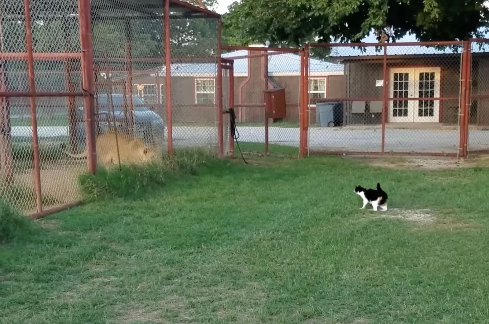 cat walks towards the lion