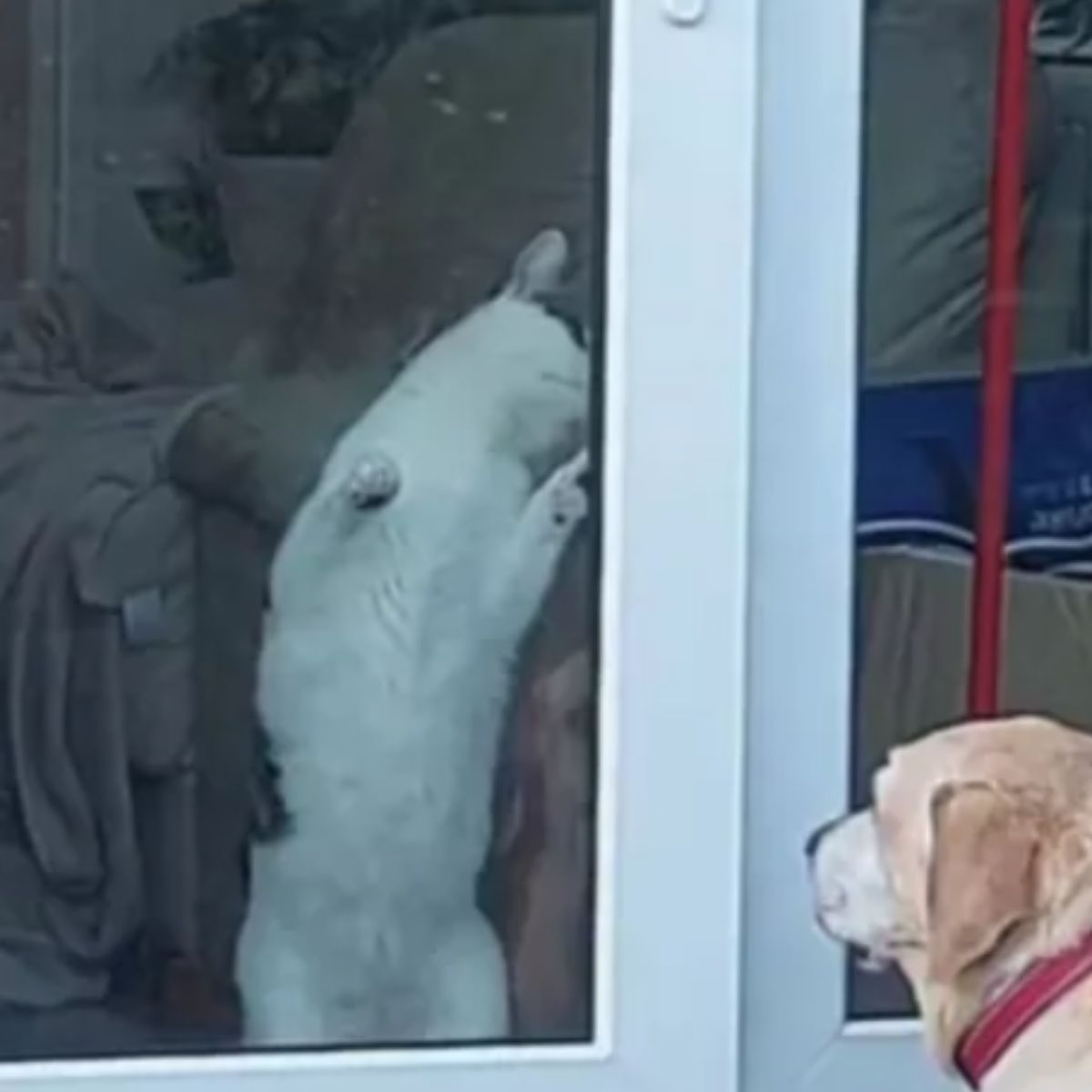 cat wants to open the door