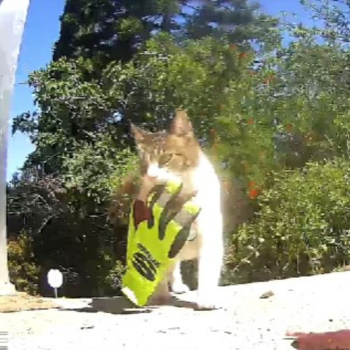 cat wears a glove in her mouth