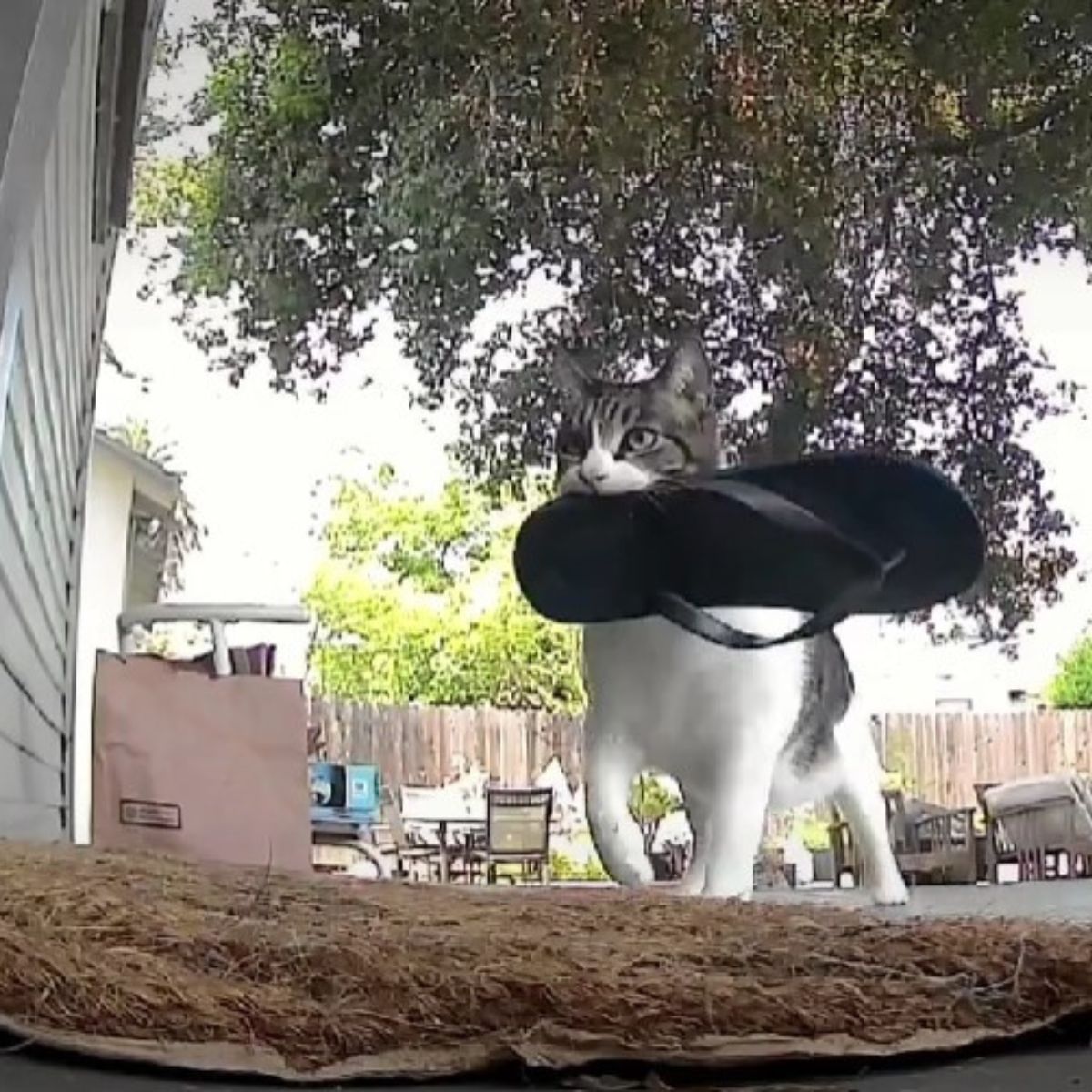 cat wears a slipper in her mouth