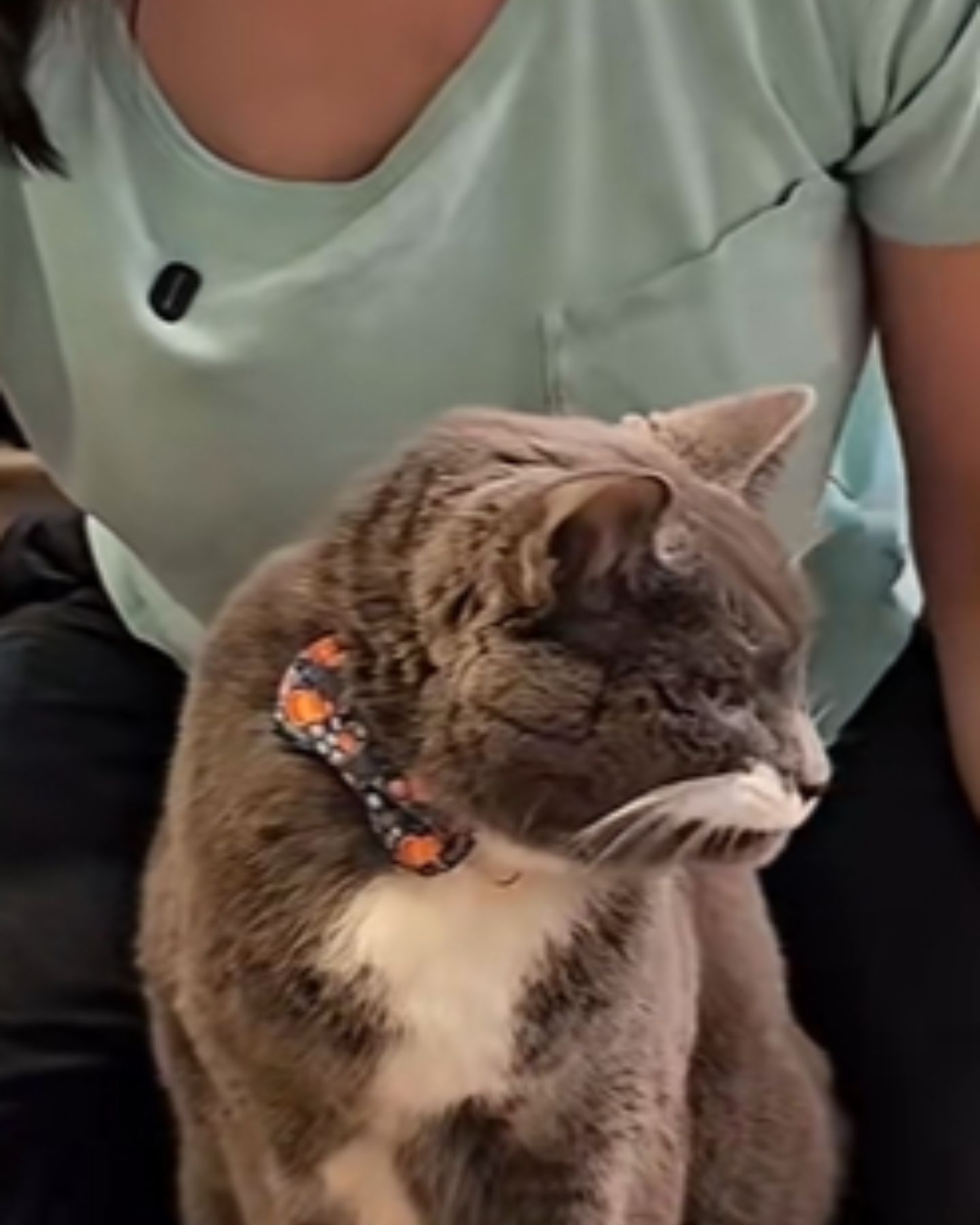 cat with a bow around her neck