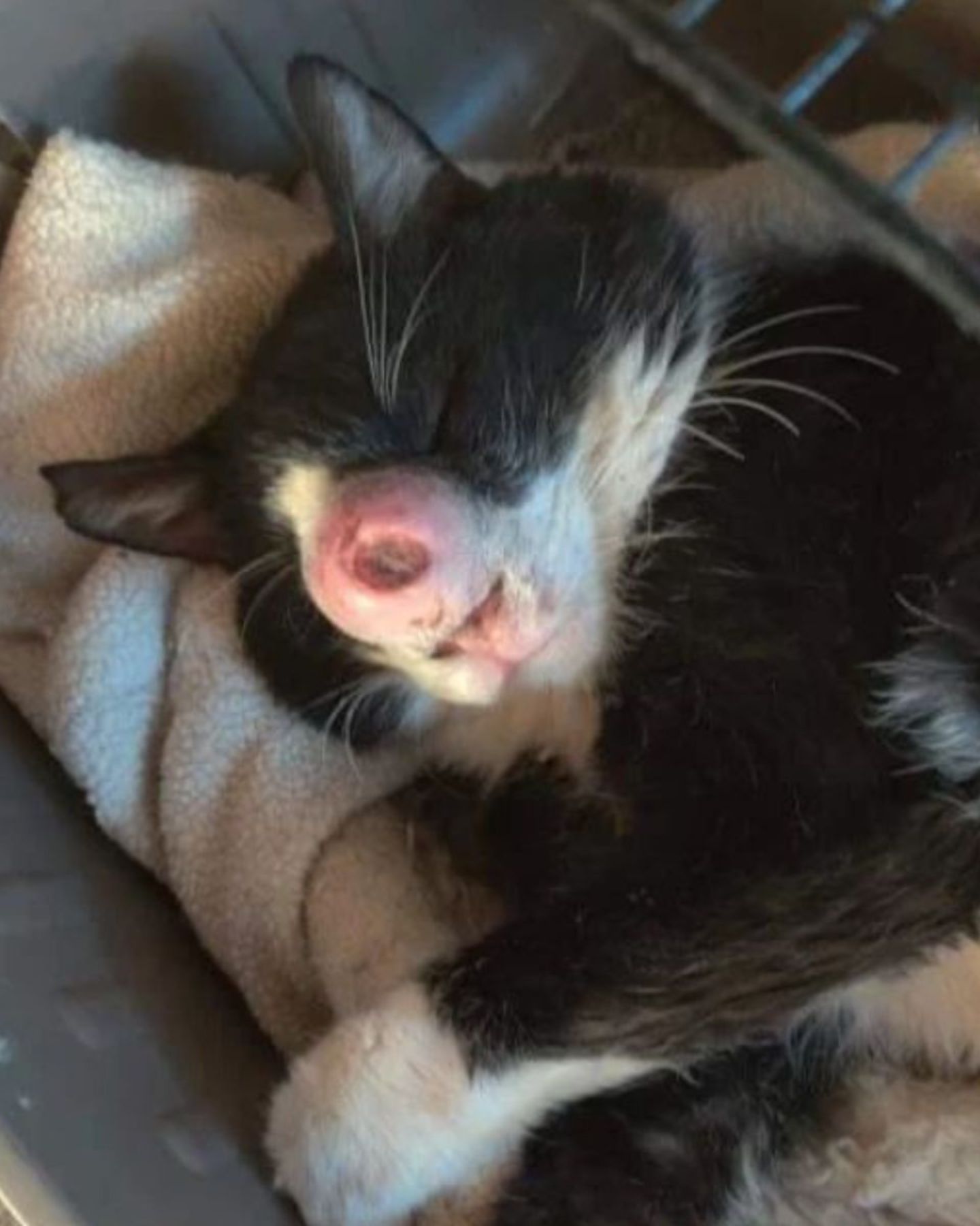 cat with a growth on his nose is sleeping
