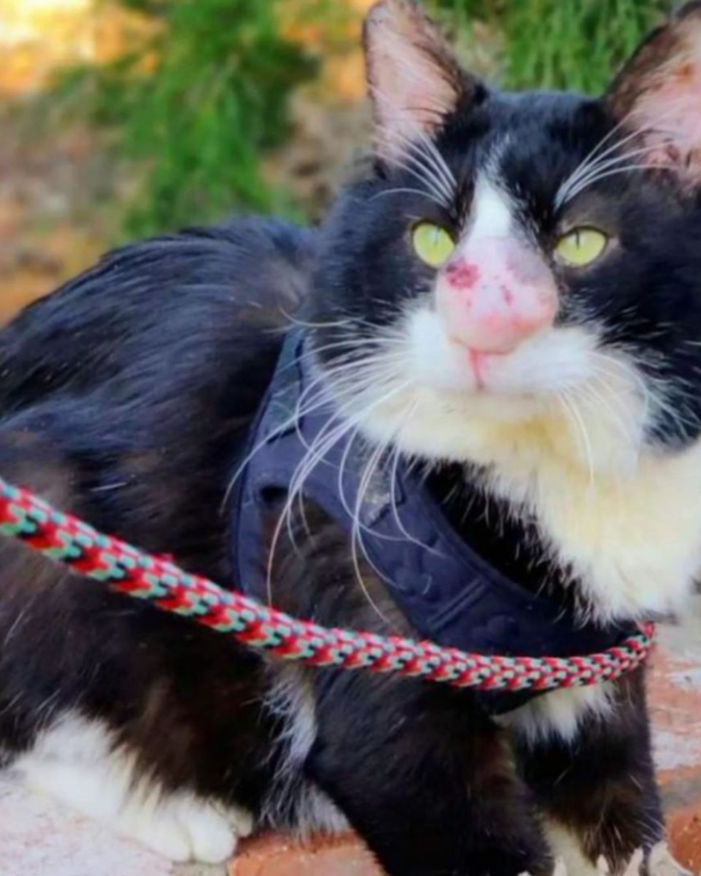 cat with a growth on its nose looks on