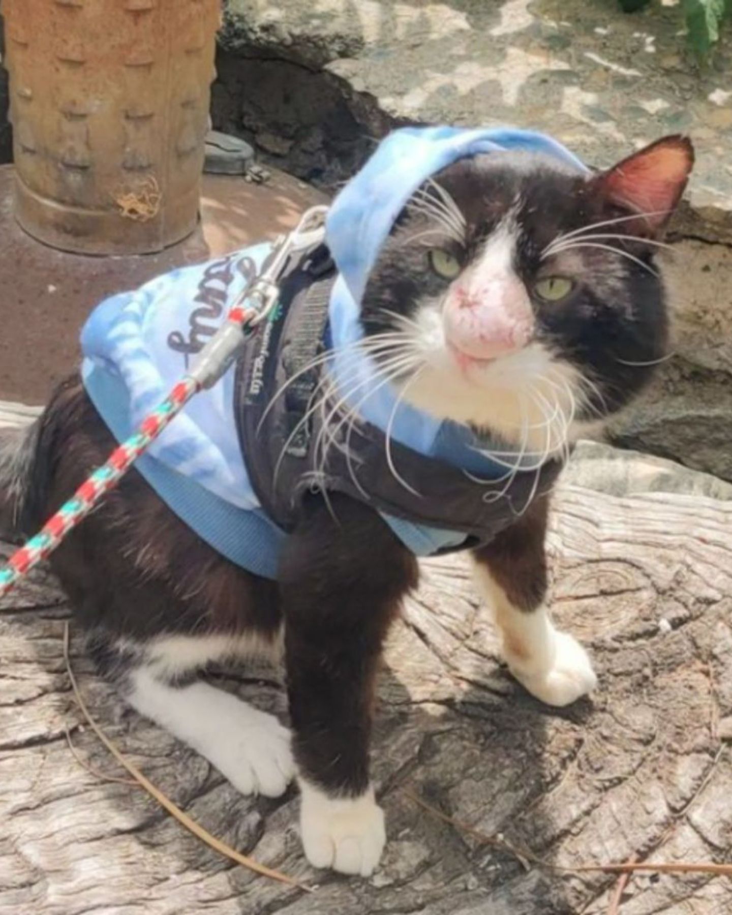 cat with a nose growth on a leash