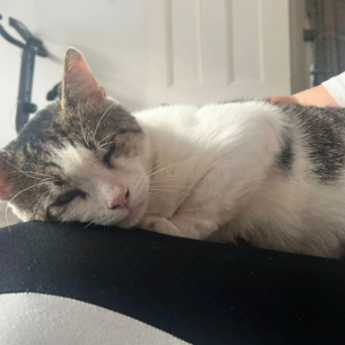 cat with an injured eye sleeping