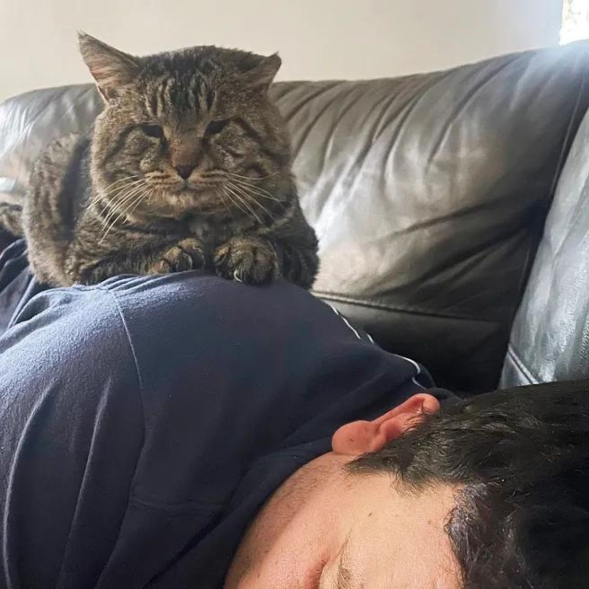 cat with big cheeks lies on a man's back