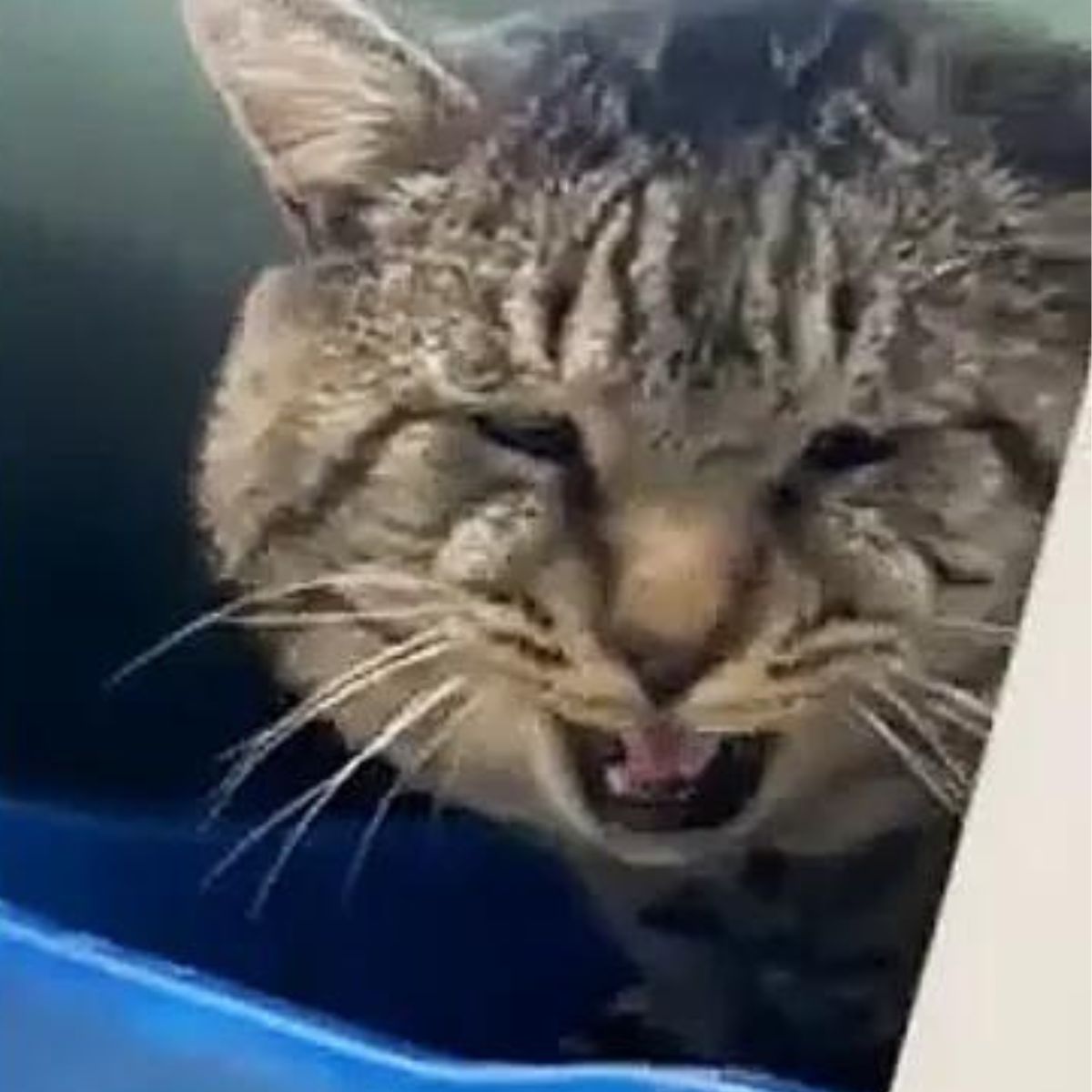 cat with big cheeks meows