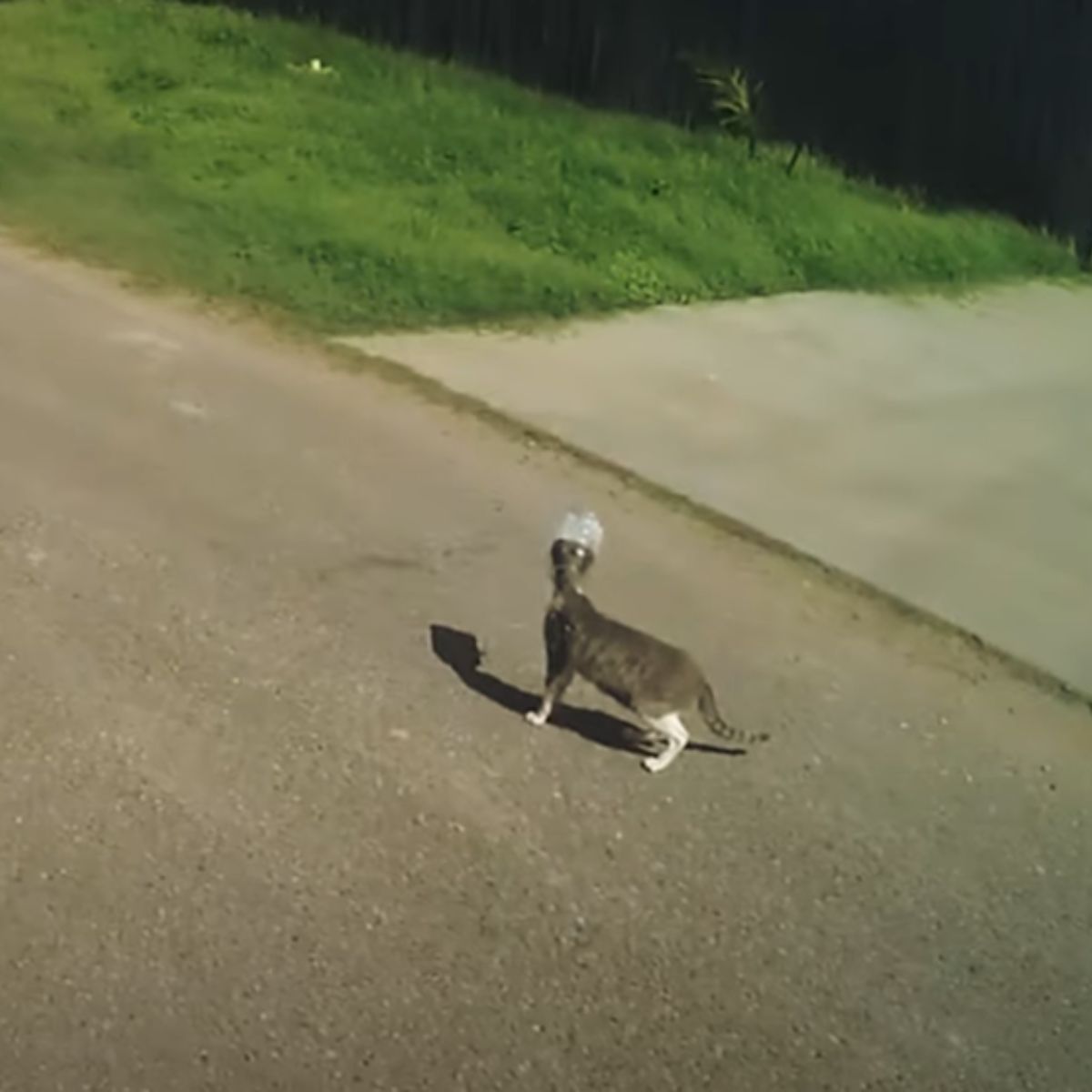 cat with bucket stuck on its head walks down the street
