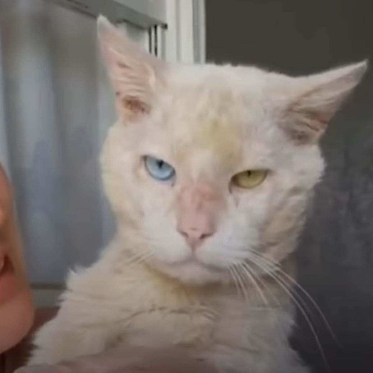 cat with different color eyes