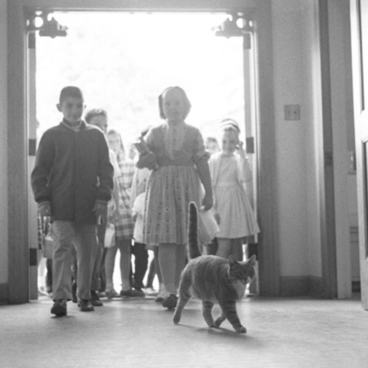 cat with family in the house