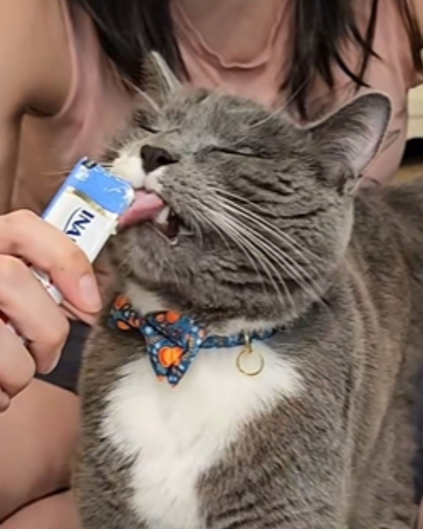 cat with the bow is eating a treat