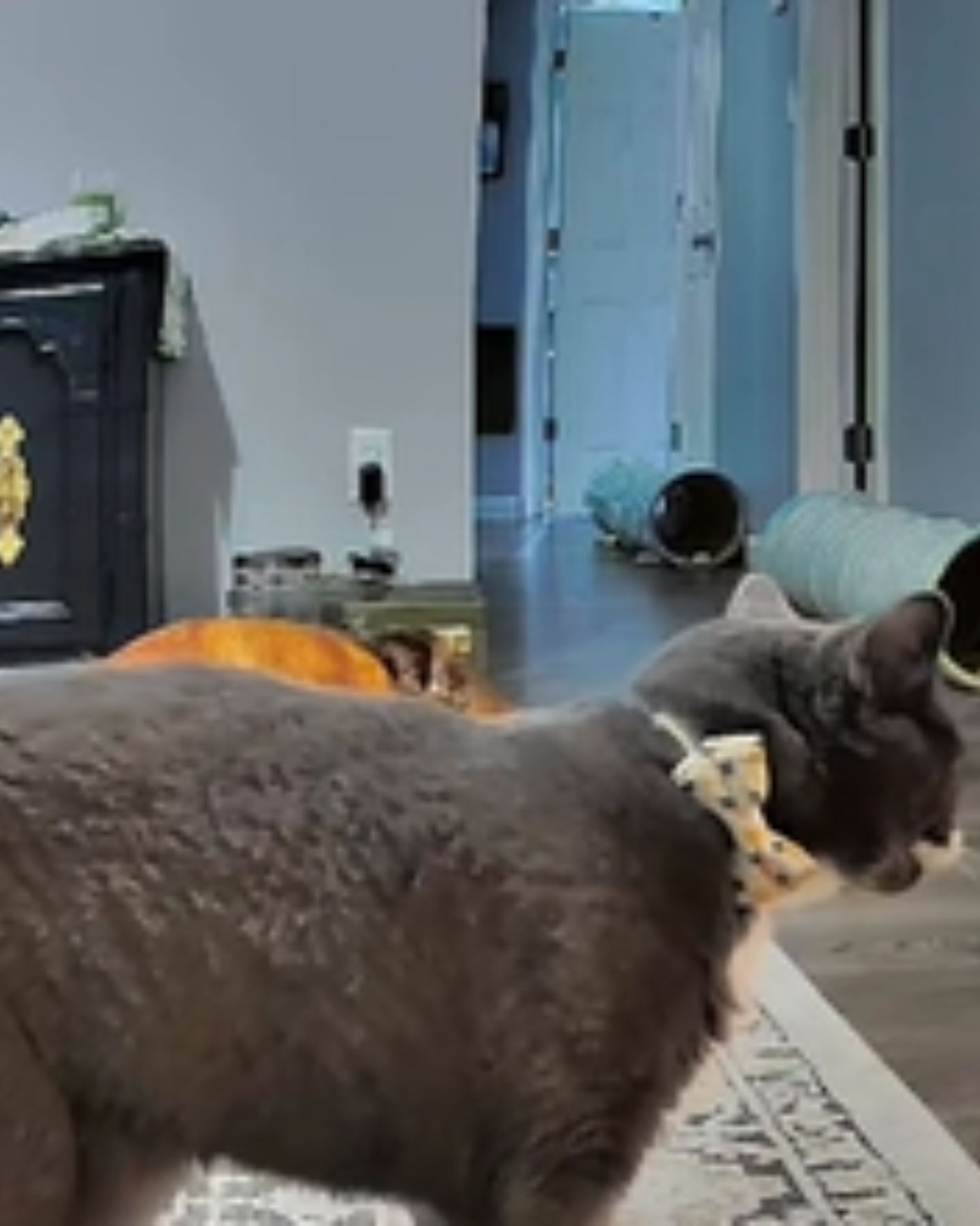 cat with the bow is walking