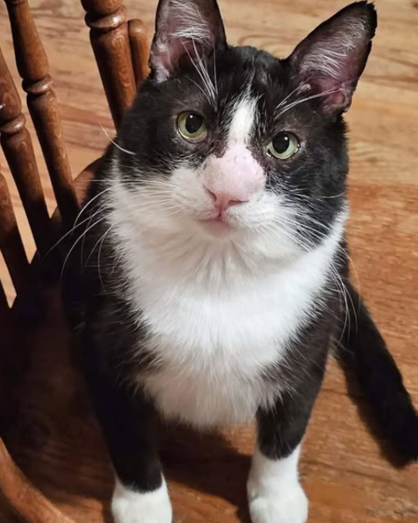 cat with the growth on the nose is recovering