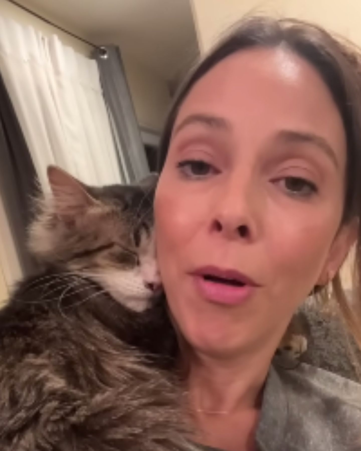 cat without an eye is petting