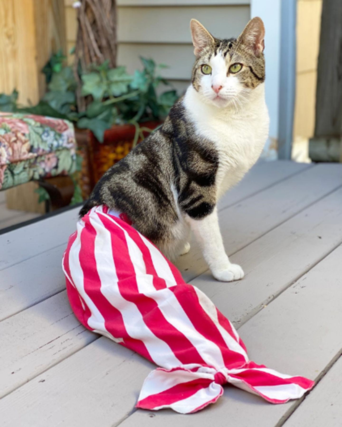 cat without feeling in her legs