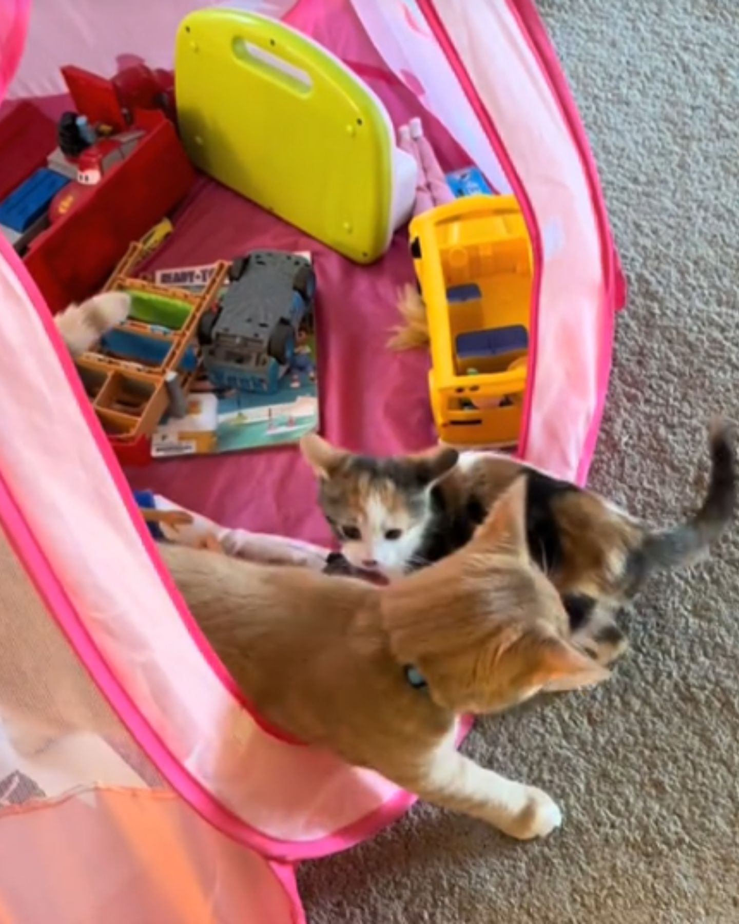 cats in toys