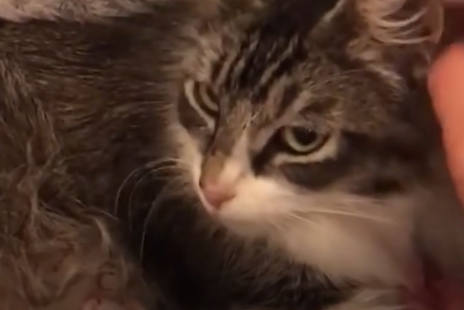 cautious angry cat