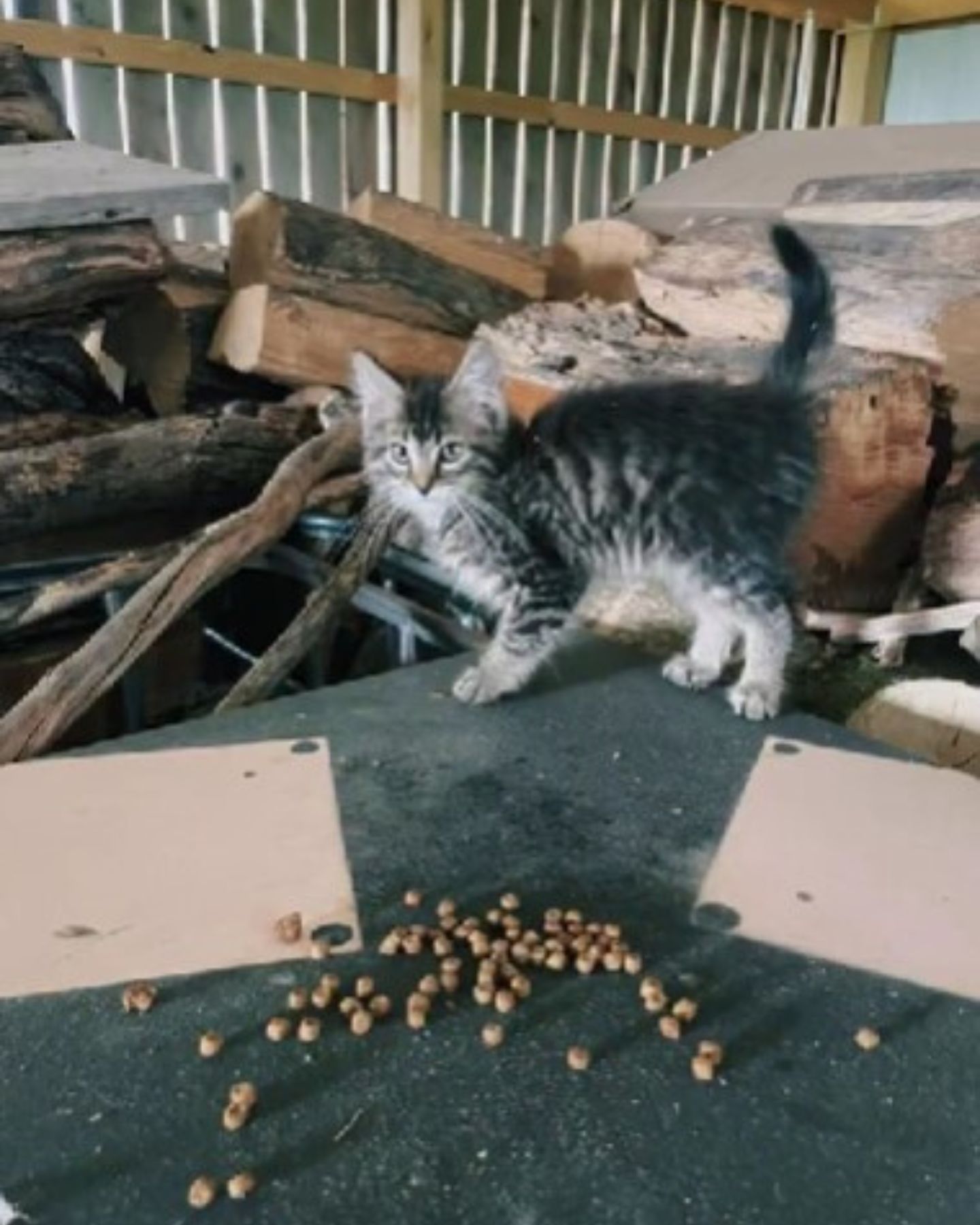 cautious kitten in woodshed