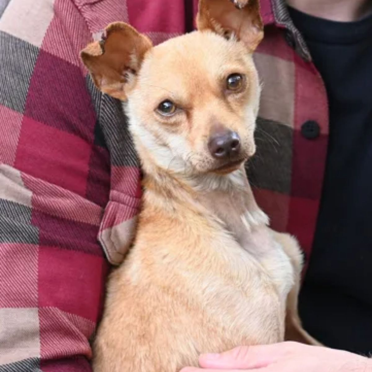 chihuahua with sad eyes