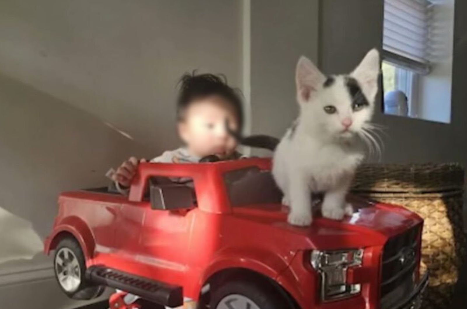 child in toy car and kitten