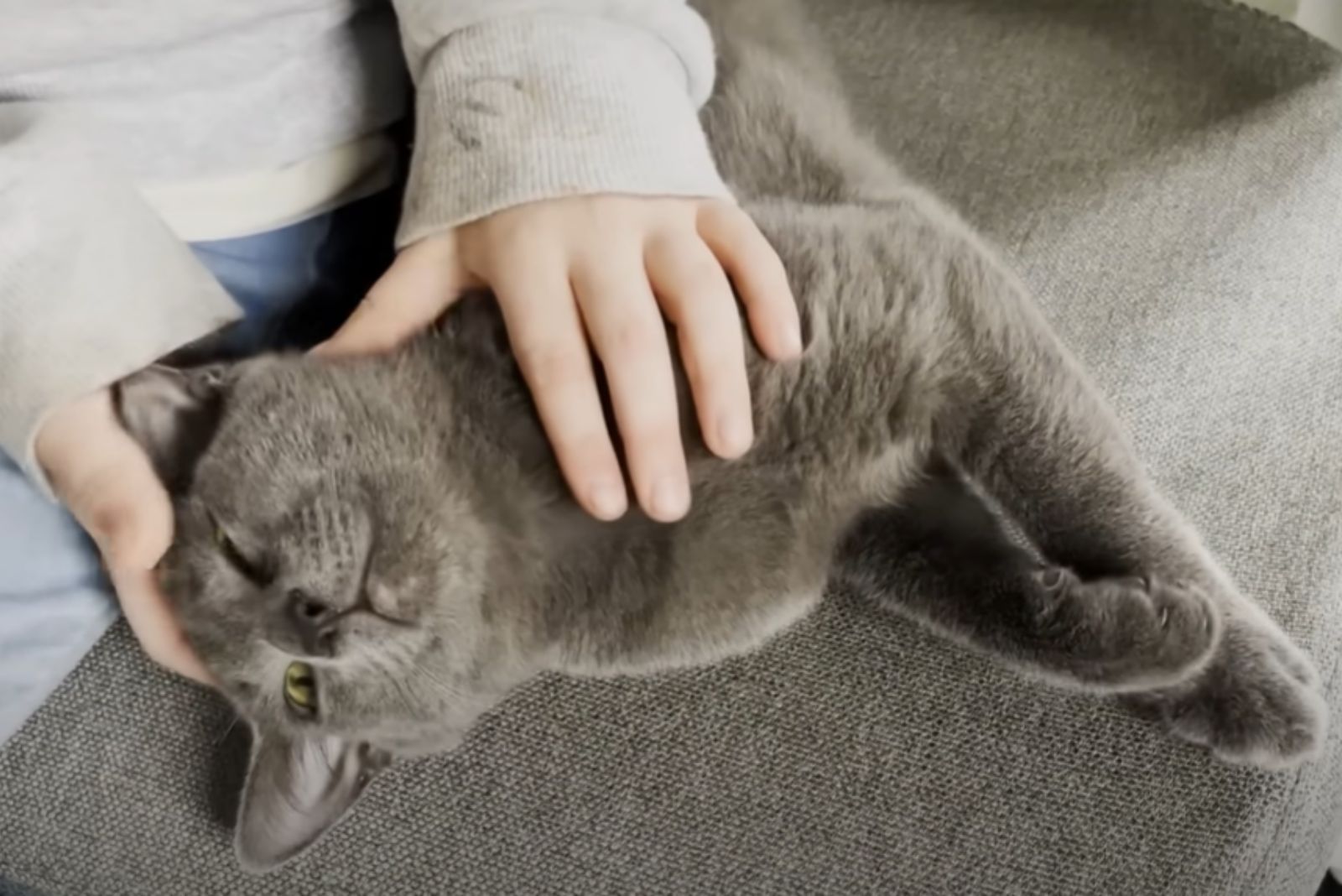 child petting cat