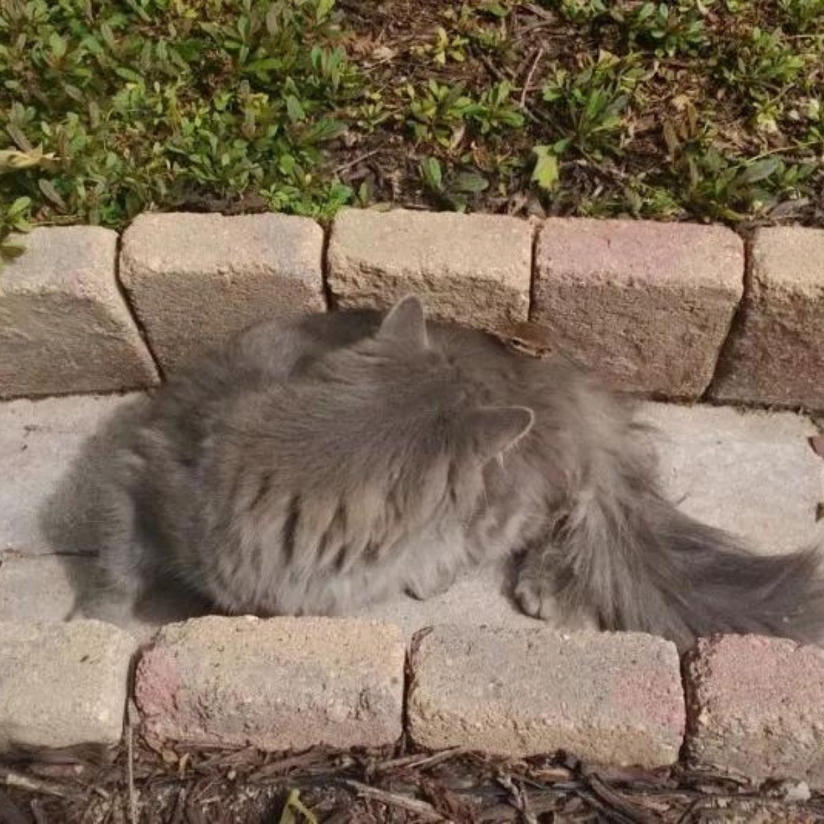 chipmunk on cat
