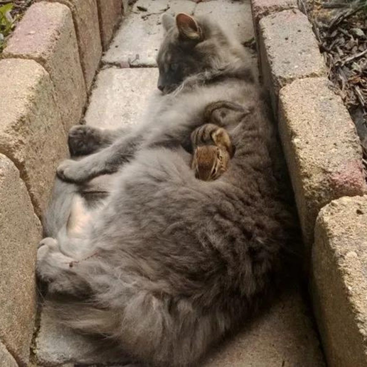chipmunk sleeps on the cat