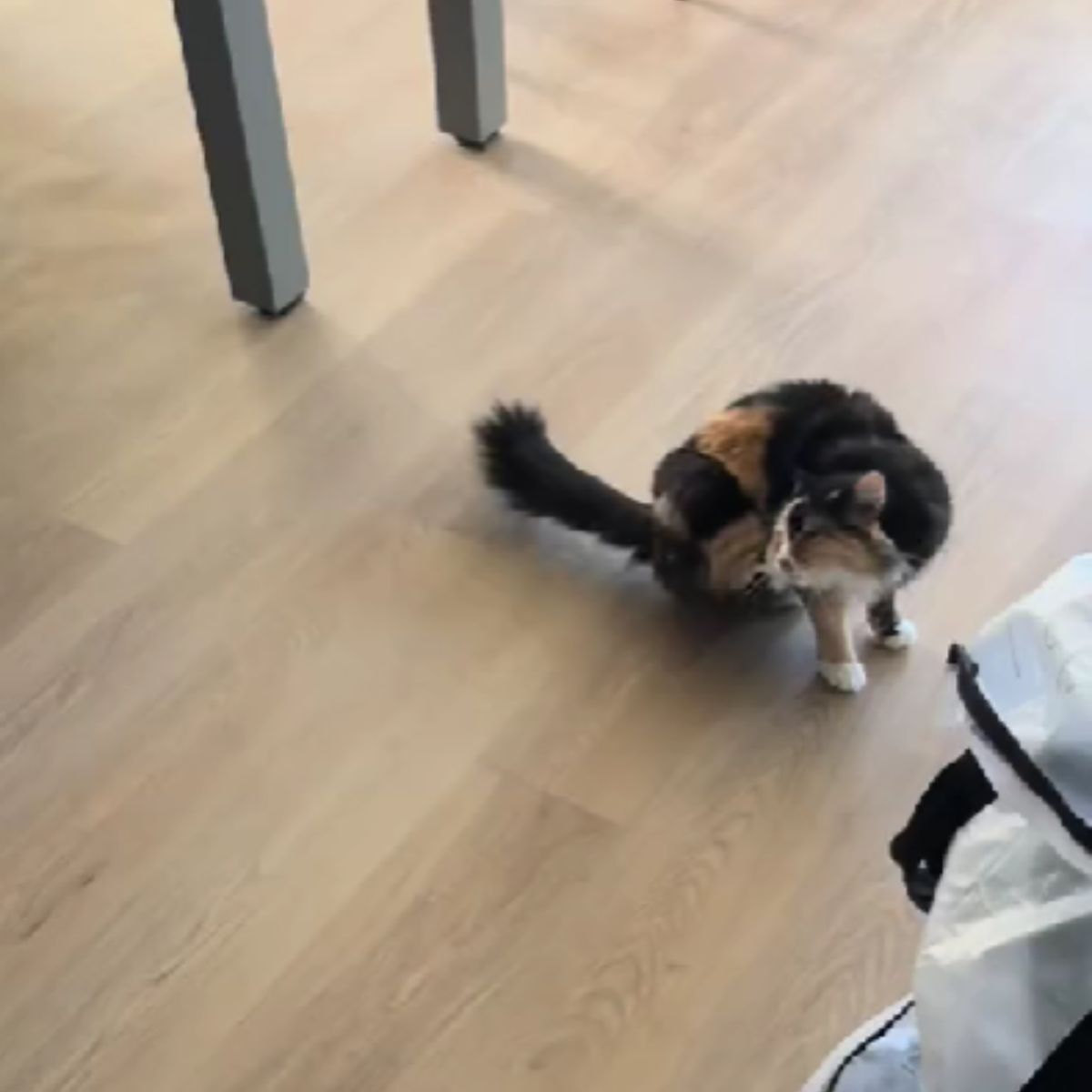 colorful cat in the house