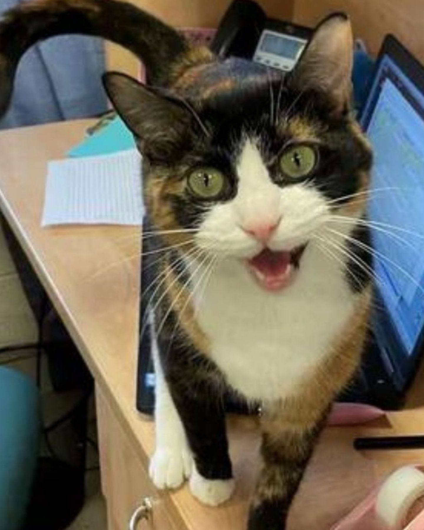 colorful cat meowing