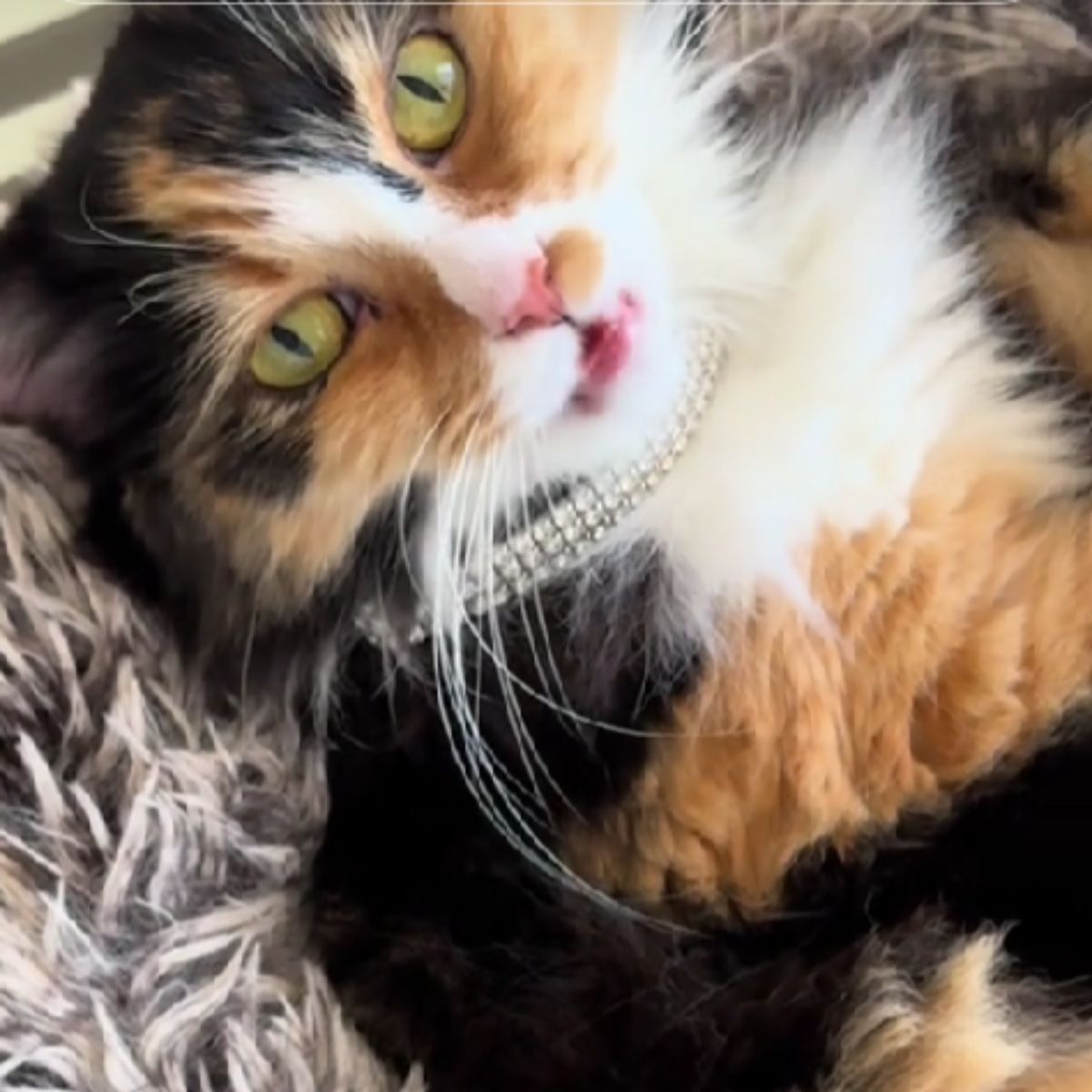 colorful cat with a collar