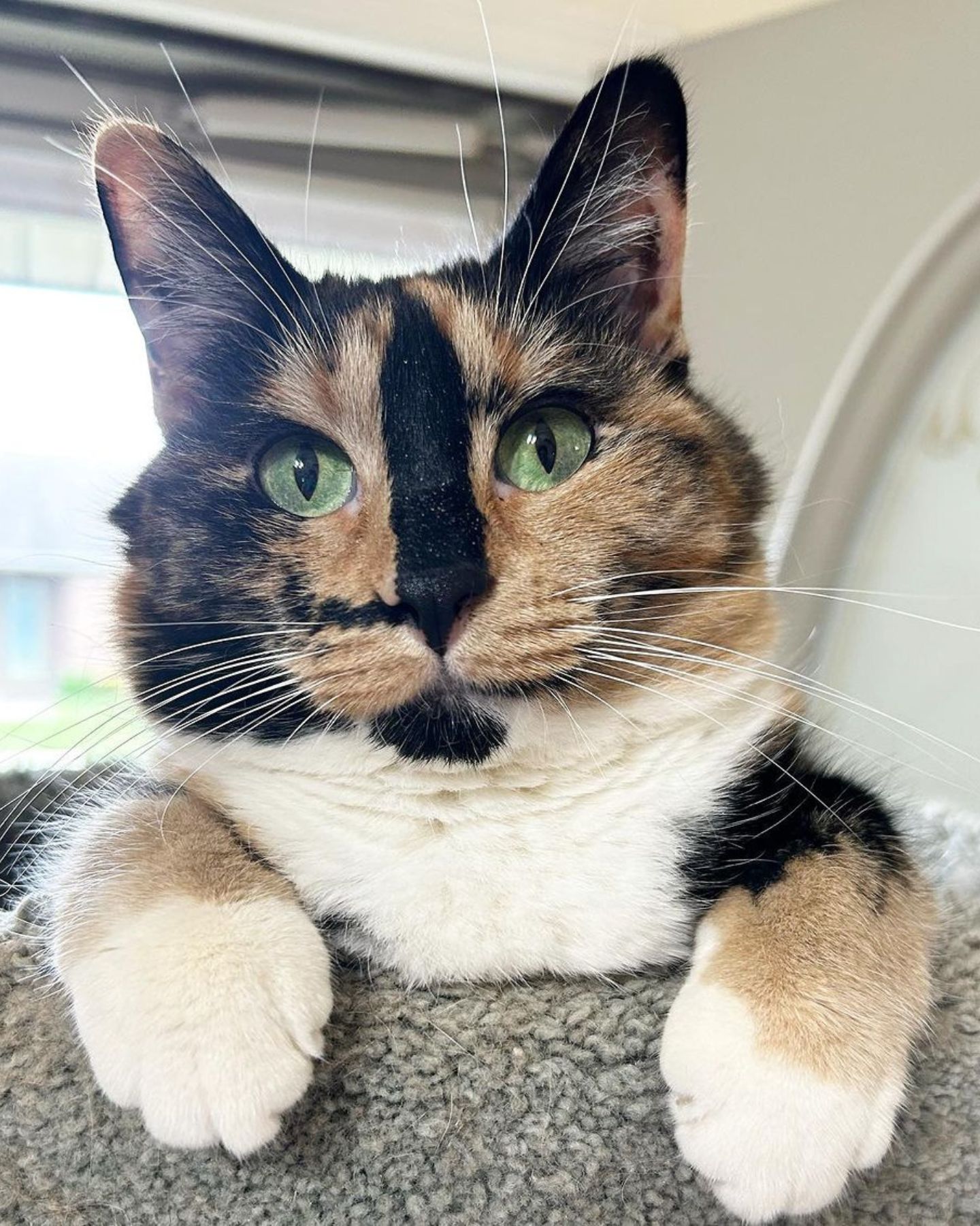 colorful cat with beautiful eyes